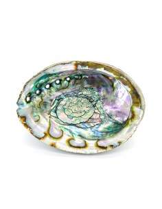 Concha Avulon Grande