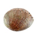 Concha Avulon Big