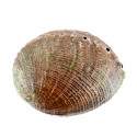 Concha Avulon Grande
