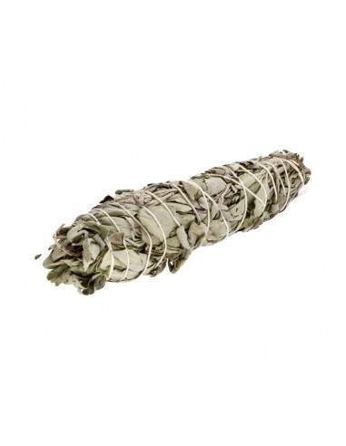 Salvia turca (Salvia officinalis)