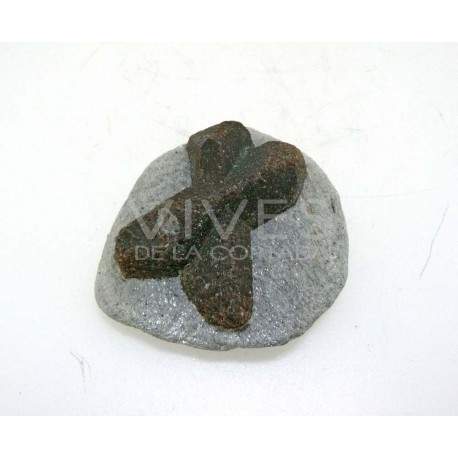 Estaurolita mediana en matriz