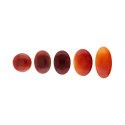Cabochon de cornaline