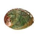 Small Threaded Abalone Shell