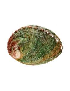 Concha Abalón Roscado Pequeña 2