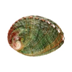 Conchiglia Abalone Roscato Piccola