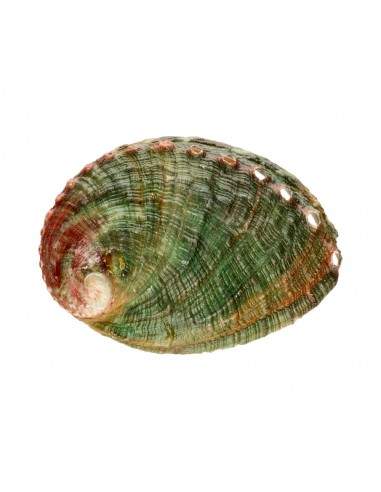 Petite coquille d'ormeau filetée