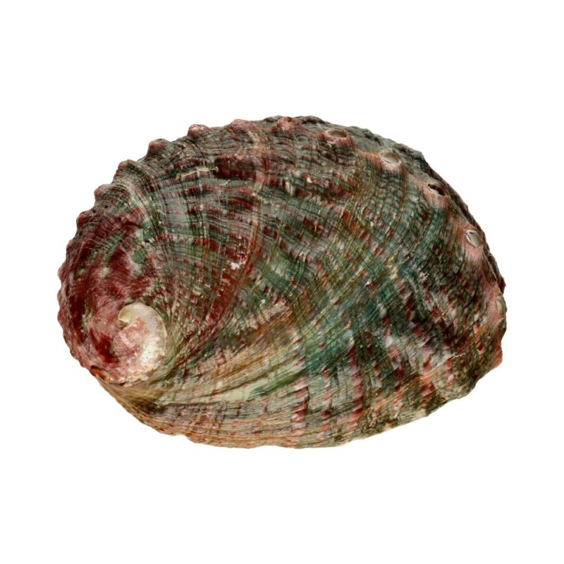 Conchiglia Abalone Rossa Grande