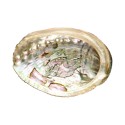 Pequena Concha de Abalone
