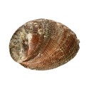 Pequena Concha de Abalone