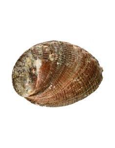 Conchiglia di Abalone Piccola 2
