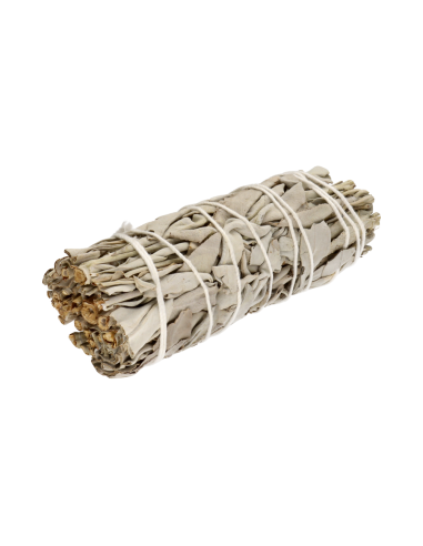 Salvia Bianca della California...