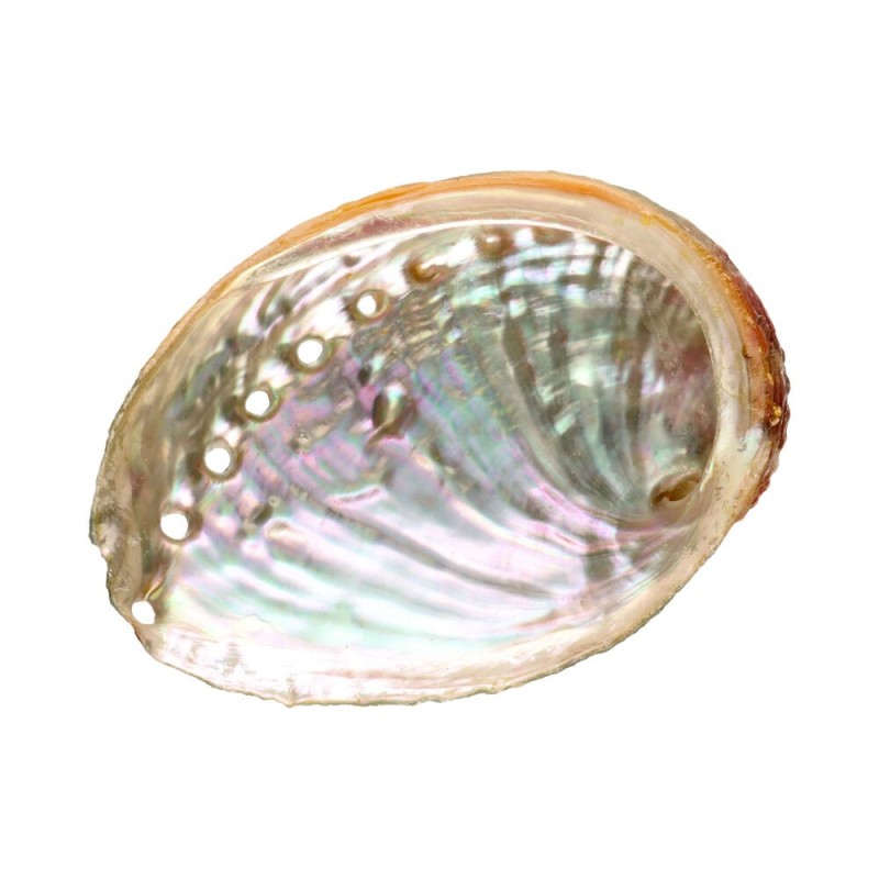 Conchiglia Abalone Rossa Grande