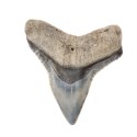 Dent de requin fossilisée