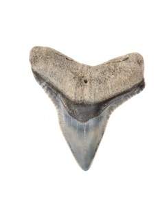 Dent de requin fossilisée