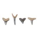 Fossilized Shark Tooth