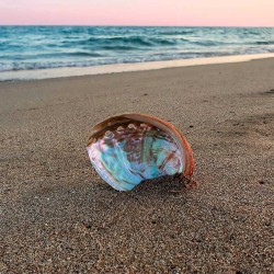 Pequena Concha de Abalone