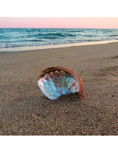 Small Abalone Shell