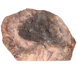 Pezzo Fossile (A)