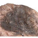Fossil Piece (A)