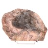 Pièce fossile (A)