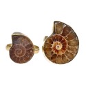 Anel de bronze com amonite -11-