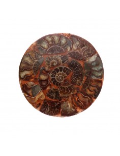 Piastra con ammonite