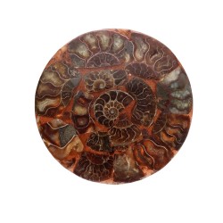 Targa con Ammonite Fossile
