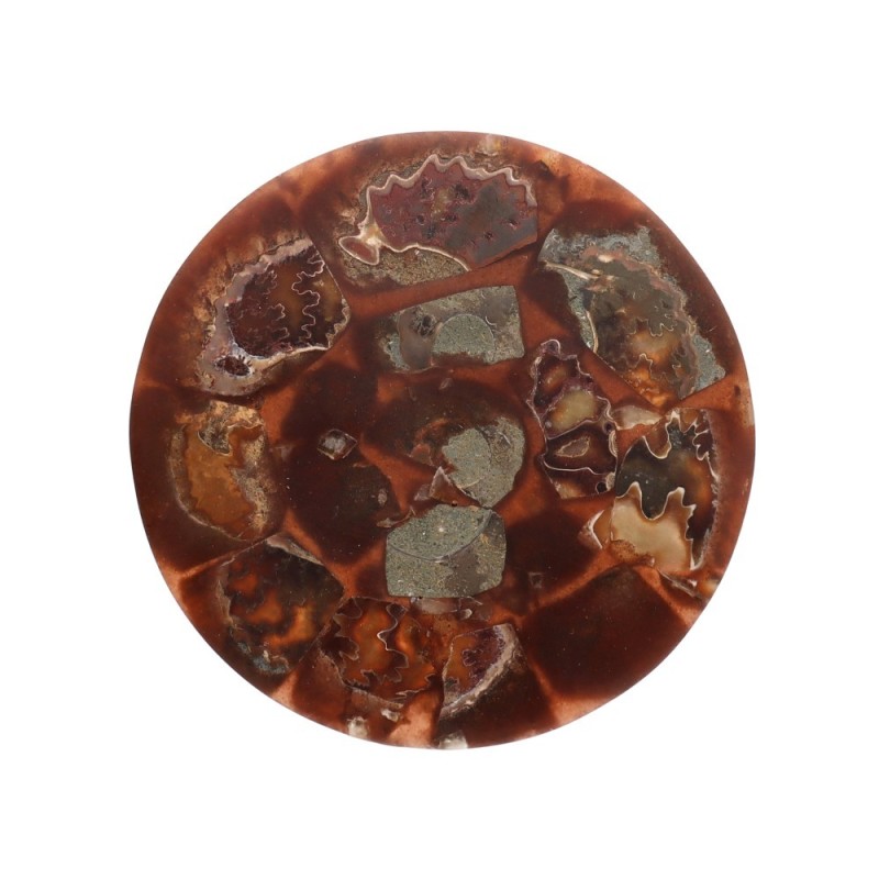 Targa con Ammonite Fossile