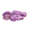 Roches stichtites