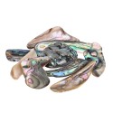 Fatias de Abalone