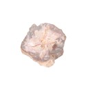 Plaque de Xylophallus