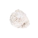 Rosa del Deserto Piccola | Vives de la Cortada