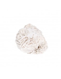 Rosa del deserto piccola