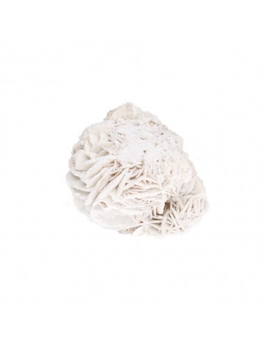 Rosa del deserto piccola