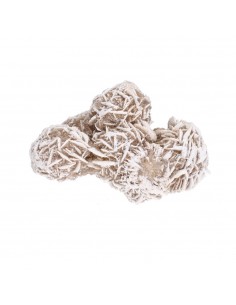 Rosa del Desierto Grande