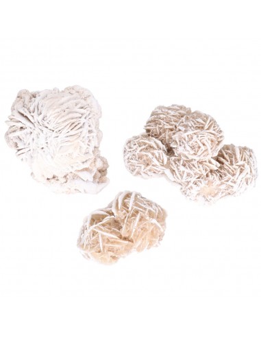 Rosa del Deserto Grande