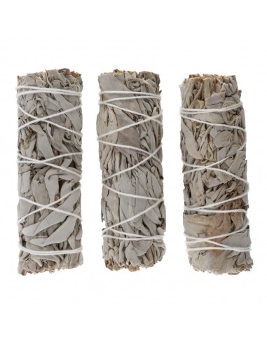 Salvia Bianca della California...