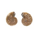 Par de Amonites 2-3cm Qualidade B