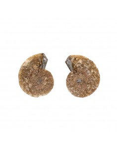 Pareja di Ammonite 2-3cm...