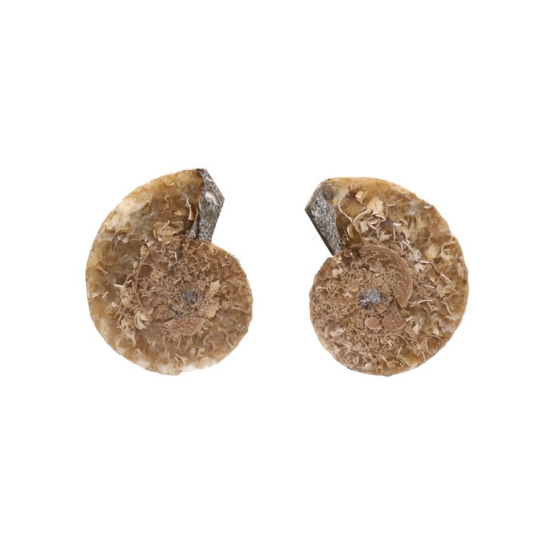 Coppia di Ammonite 2-3cm Qualità B