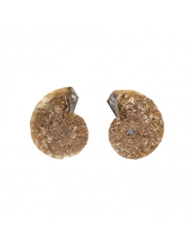 Pareja di Ammonite 2-3cm Qualità B