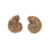 Pair of Ammonite 2-3cm Quality B