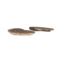 Paire d'ammonites 2-3cm Qualité B
