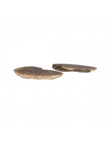 Pareja di Ammonite 2-3cm Qualità B
