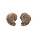 Pareja de Ammonite 2-3cm Calidad B