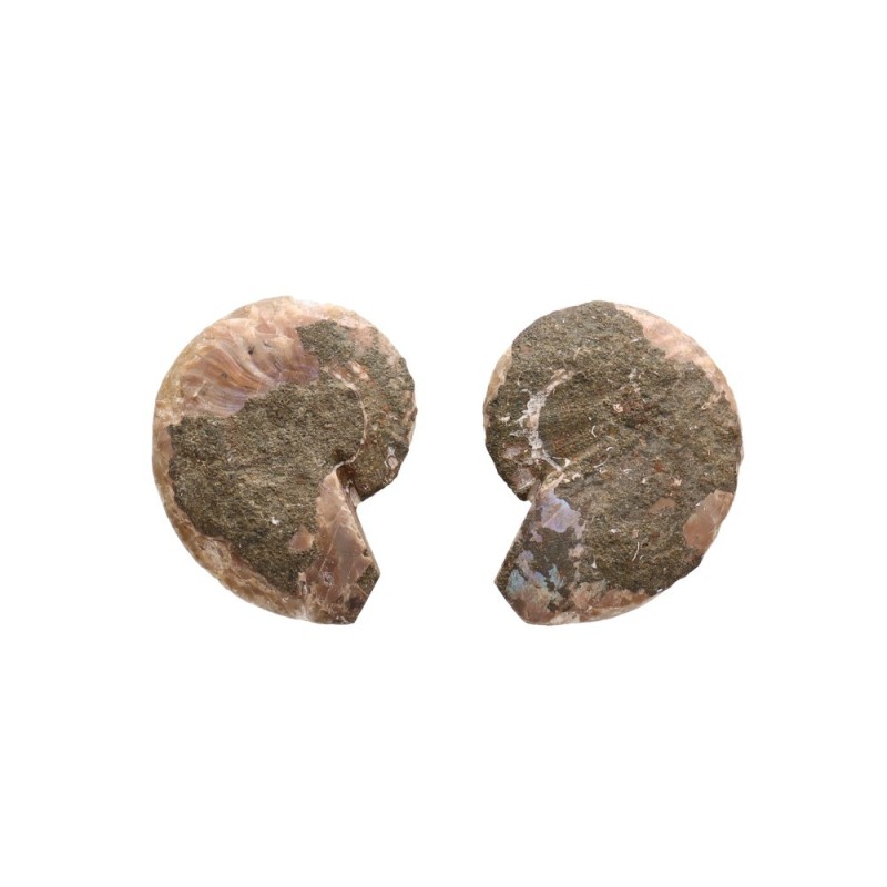 Coppia di Ammonite 2-3cm Qualità B