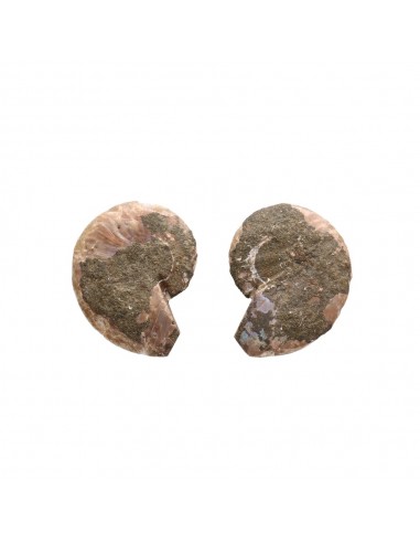 Paire d'ammonites 2-3cm Qualité B