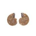 Paire d'ammonites 2-3cm Qualité B