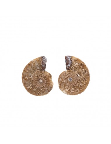 Pareja di Ammonite 2-3cm Qualità B