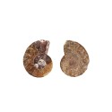 Coppia di Ammonite 2-3cm Qualità B